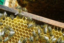 Včelařství BEEcaver